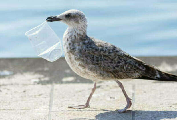 Discarded plastic causes Alzheimer's-like damage in seabirds - study