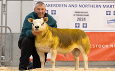 Texel leads Thainstone rams at 4,800gns