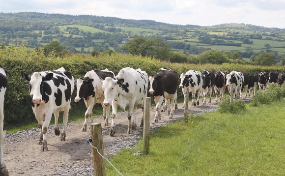 UK Dairy Day: Breeding for healthier feet