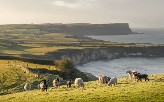 Ulster Farmers' Union calls out illegal importing of animals