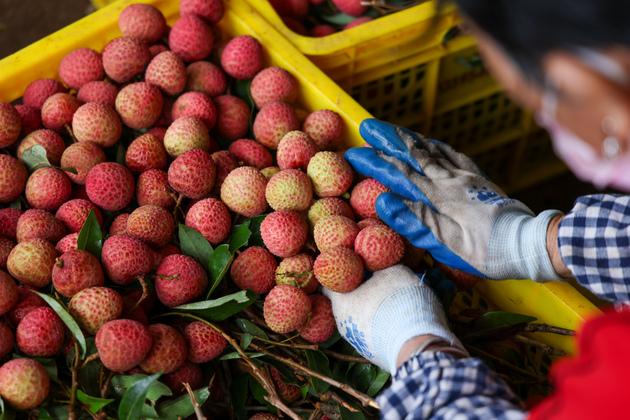 CHINA-GUANGDONG-MAOMING-GAOZHOU-LYCHEES (CN)