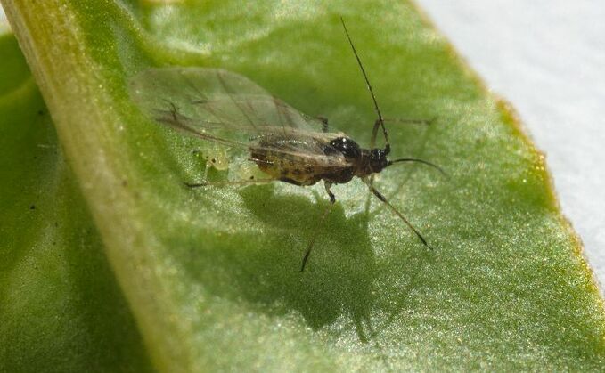 Beet growers warned of potential high aphid pressures