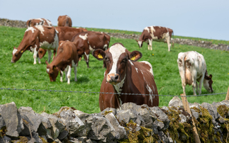 Anger builds as Lactalis serves notice to 12 dairy farmers in South West Scotland