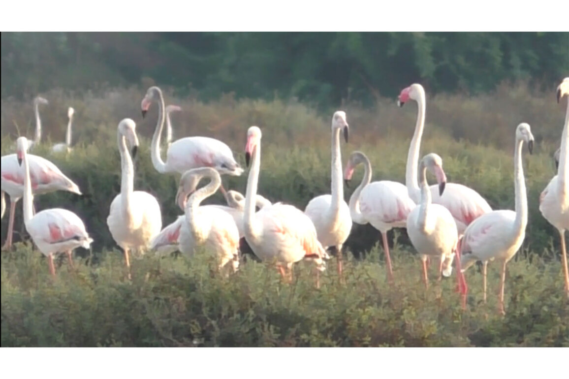 Tamil Nadu: Large flocks of migratory flamingos spotted in Thoothukudi salt pans; experts stress habitat protection