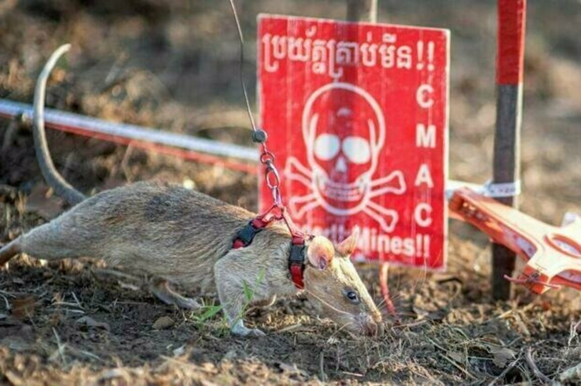 Giant rat wins world record for sniffing out landmines in Cambodia