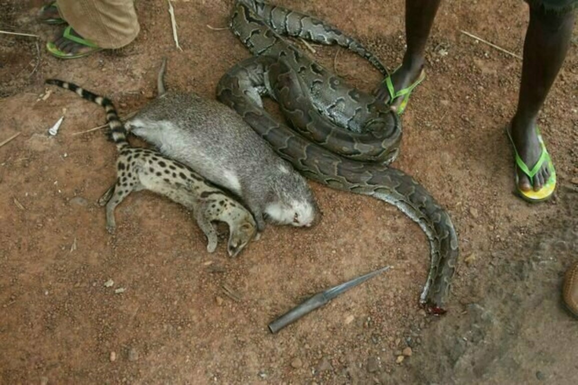 TikTok's online wild meat sellers - study finds endangered species on offer in west Africa