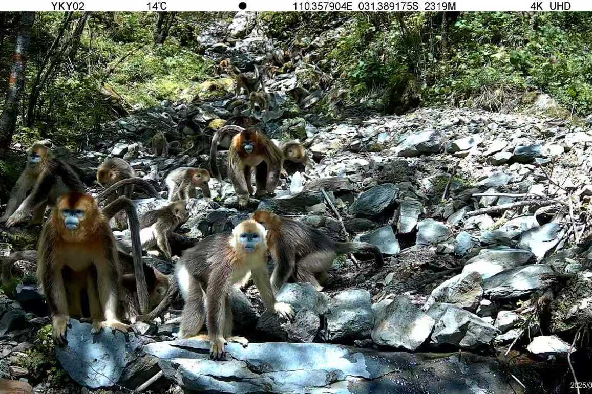 CHINA-HUBEI-GOLDEN SNUB-NOSED MONKEYS-PROTECTION (CN)