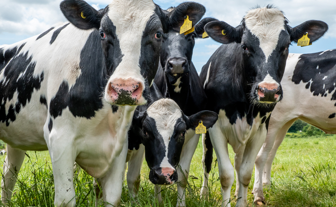 Cattle at Worthy Farm | Source: Hexla and Levidian