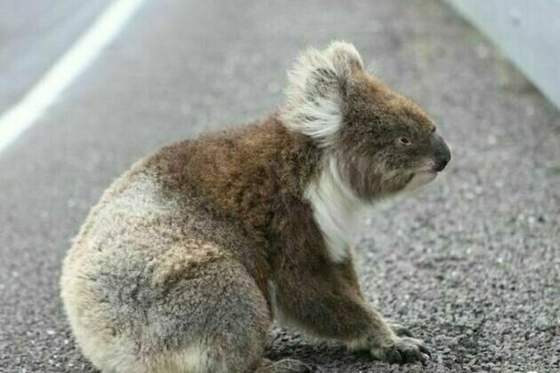 More than a thousand koalas shot in aerial operation