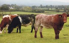 Irish beef factories under fire on prices