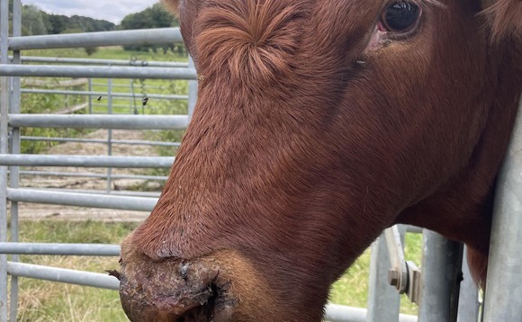 Bluetongue: Farmers report worrying rise in cases of abortion and birth defects in calves