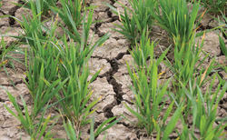 Farming Matters: Helen Fisher – "The fields, sodden all winter, are now dry as the desert'"