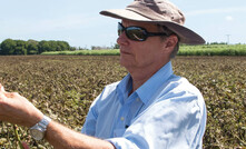  CSIRO researcher Dr Stephen Yeates is working on production systems for mungbeans in northern Australia. Photo: Cindy Benjamin