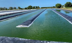 An algae-based concentrated supplement is being used to improve the health and performance of livestock.