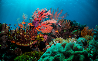 The economics of climate risk ignores the value of natural habitats