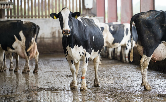Early lameness detection is key in dairy herds