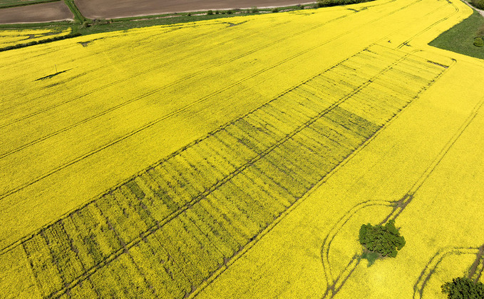 OSR continues to be seen as an 'integral' break crop, according to a new study