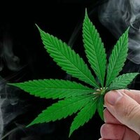 Riset bilang sering pakai ganja bisa ganggu daya ingat dan kemampuan belajar