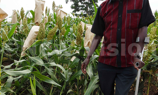 Sorghum growing improves farmers livelihood in Serere Sorghum growing improves farmers livelihood in Serere
