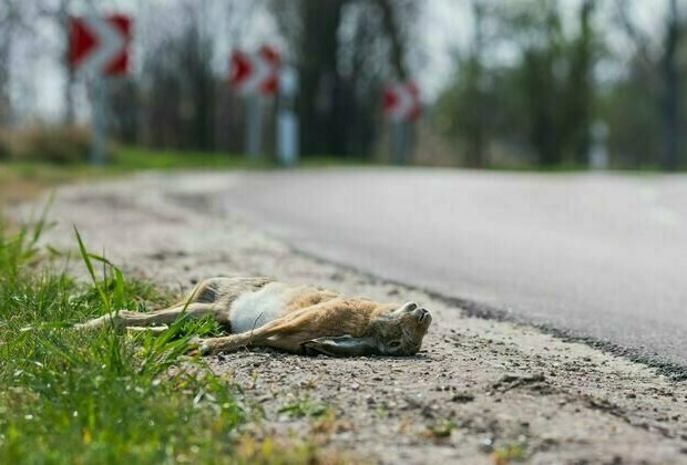 Millions of animals die on roads - does this make driving morally wrong?