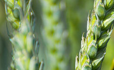 Organic feed mills urged to buy British