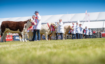 Balmoral Show: Salers bull crowned beef champion 