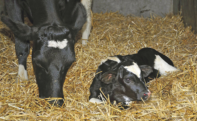 Hygiene vital for calf health