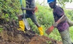  Trenching at Los Cerros' Ono project