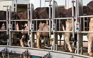 Reduce antimicrobial use through early mastitis detection this summer
