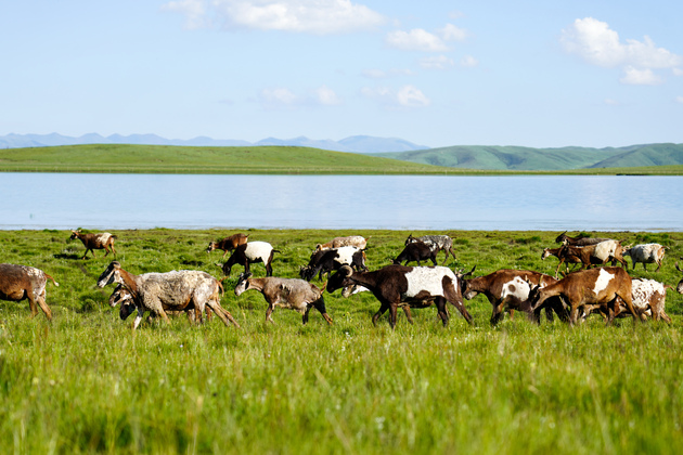 Chinese scientists reveal impact of waterlogging on alpine meadow soil