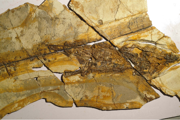 Dinosaur tracks in N China suggest one of slowest meat-eaters