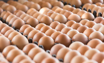 Salmonella outbreak which left one dead linked to imported eggs