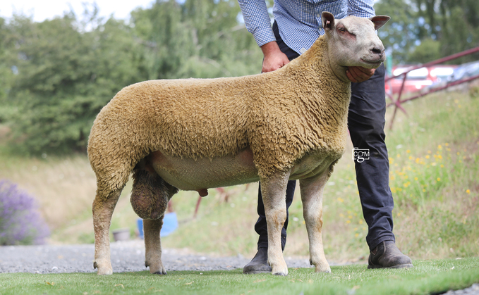 Robleston Elite, 16,000gns