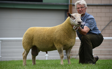 Charollais top NSA early ram sale for a second year  