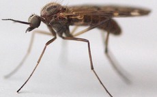 Bluetongue outbreak: A timeline of the season so far