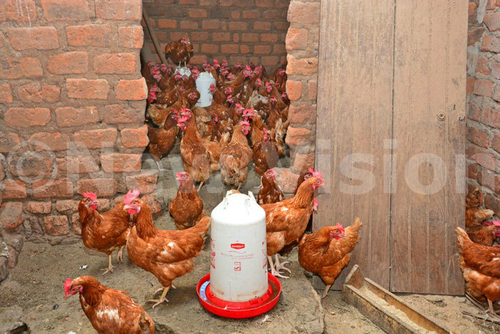 arriet sekweyamas chicken pen in awumu uweero district 