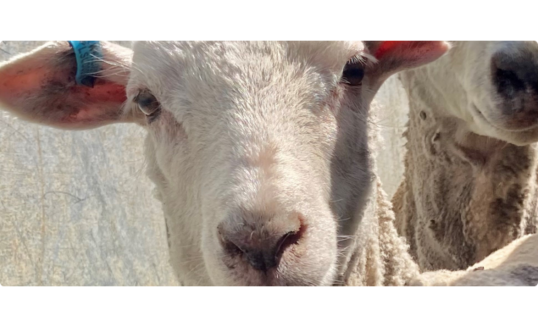  The WA Government has extended its eID Tag Incentive Scheme until the end of next year. Photo courtesy of  DPIRD.