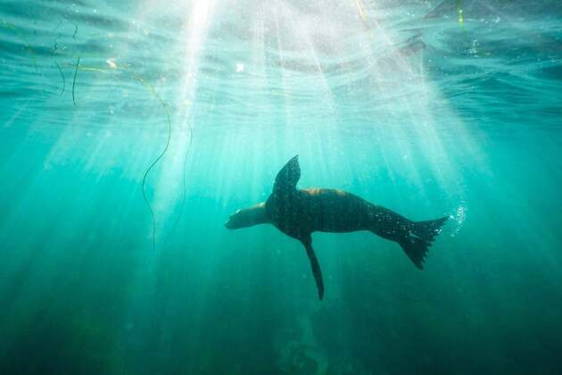 San Diego Man Pleads Guilty To Kicking Sea Lion  Latest News