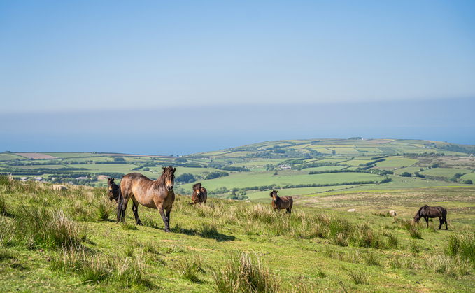 Exmoor Farms – A Year on the Moor