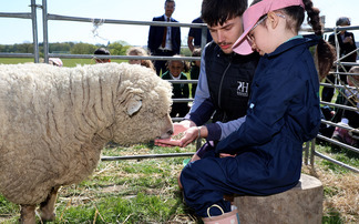 Schoolchildren in Sussex and Surrey learn to care for sheep and lambs through 'Loan a Lamb' scheme