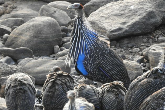 The unusual social habits of East Africa&#039;s vulturine guineafowl