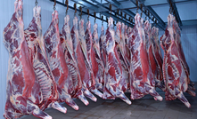 Beef carcases