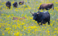 Project aims to bring back ancient cattle breed from extinction 