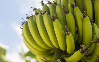 'World leaders must not slip up': 60 per cent of best banana growing regions could be lost by 2080