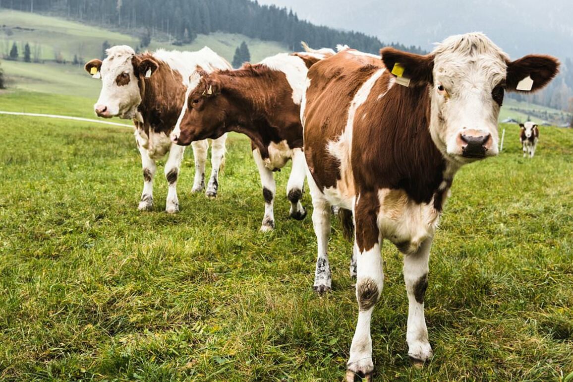 Robbers break into slaughterhouses to steal cow body part that's twice as valuable as gold