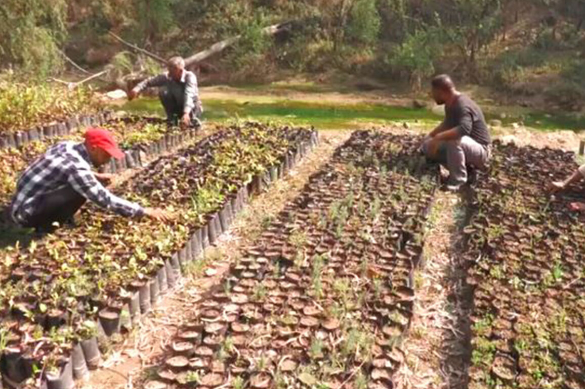 Green Udhampur Initiative: J-K forest department launches massive reforestation drive