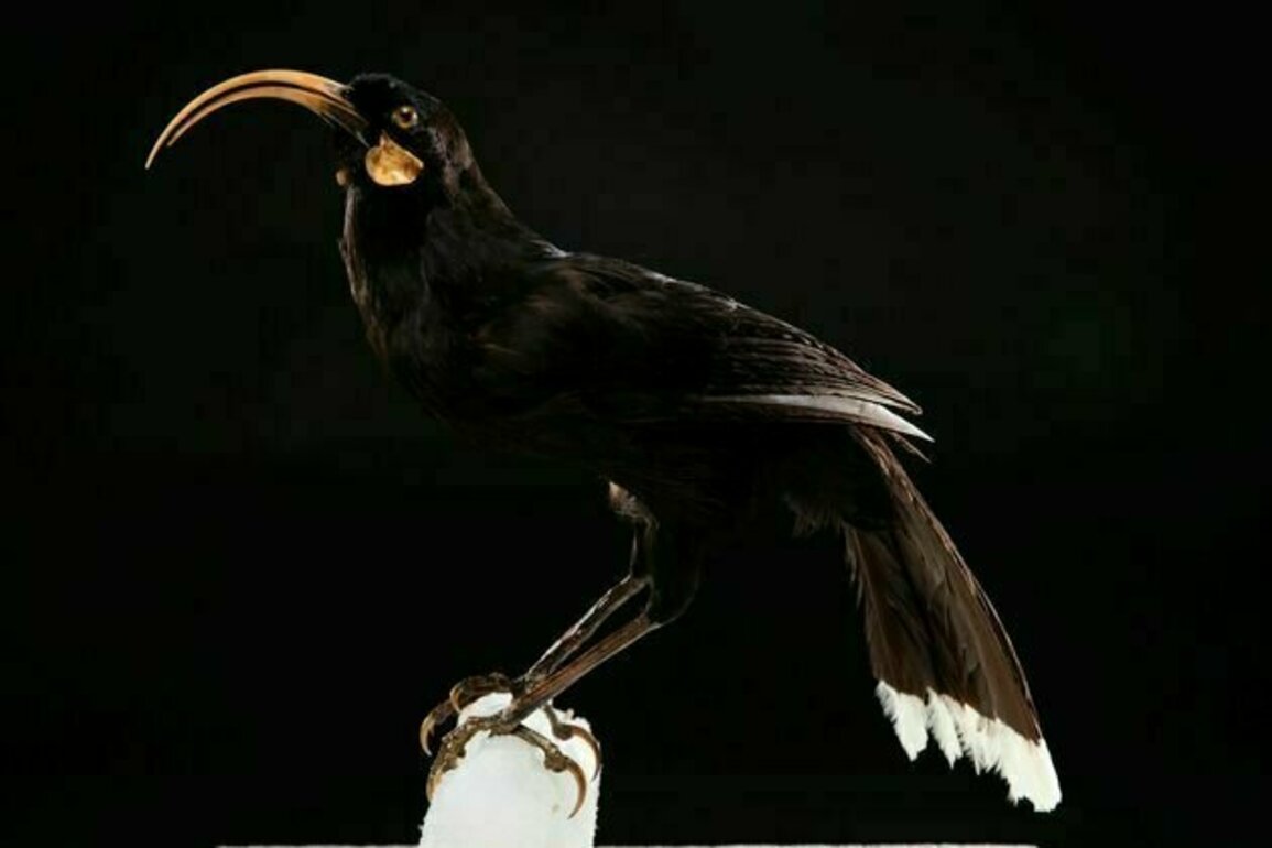 Return of the huia? Why Mori worldviews must be part of the 'de-extinction' debate