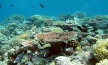 APPEA welcomes marine protected areas package