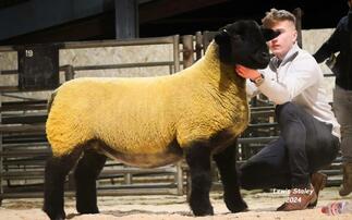 Suffolks top at 25,000gns at Carlisle