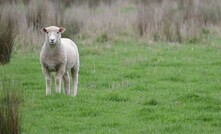 Lambs are being evaluated for emissions in a Riverine Plains research project underway near Dookie in north-east Victoria.  